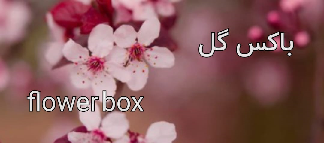 باکس گل