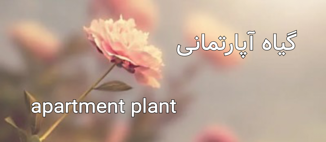 گیاه آپارتمانی